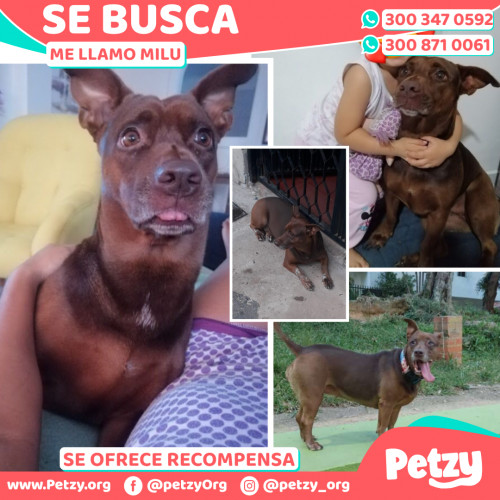 Foto de mascota Milu