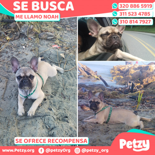 Foto de mascota Noah