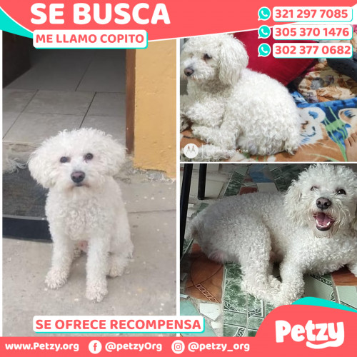 Foto de mascota Copito