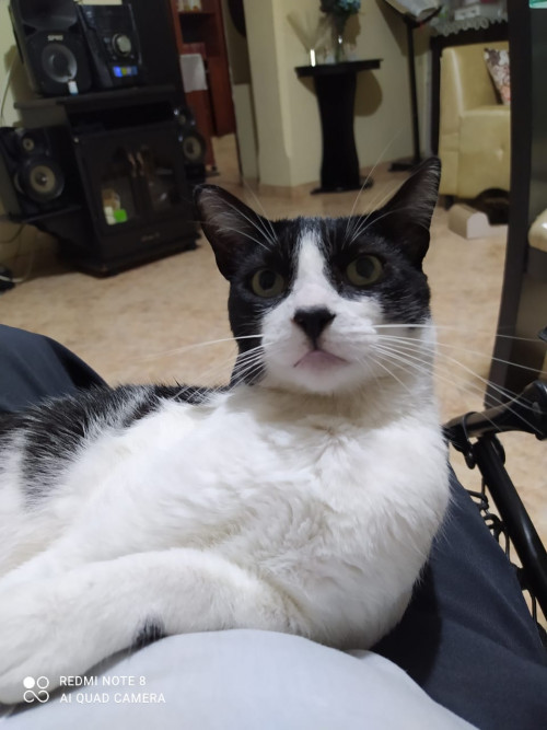Simon