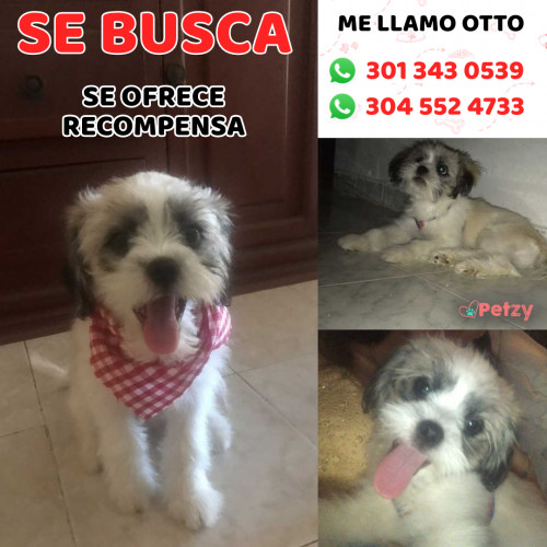 Foto de mascota Otto