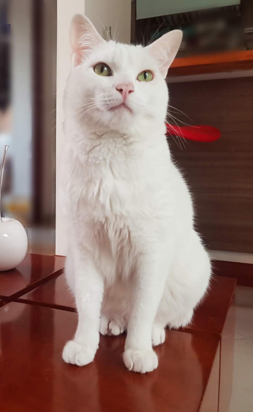 Mor