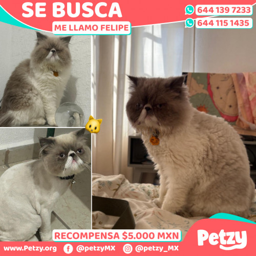 Foto de mascota Felipe