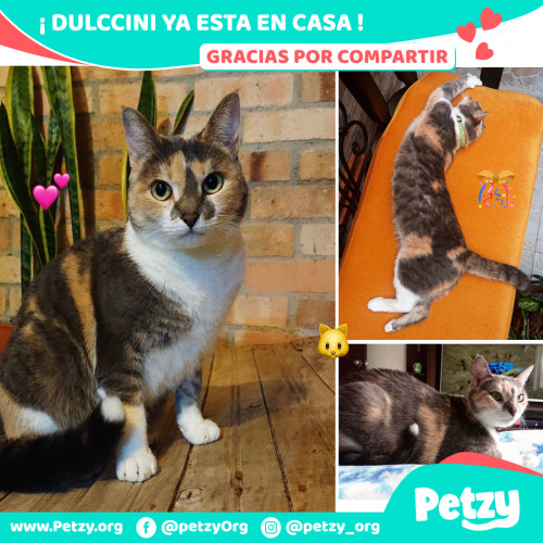 Foto de mascota Dulccini