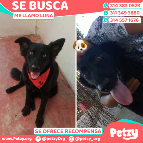 Foto de mascota Luna