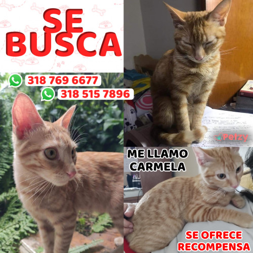 Foto de mascota Carmela