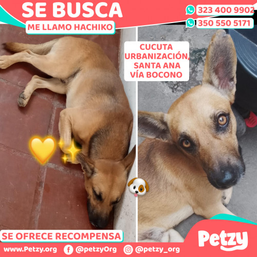 Foto de mascota Hachiko