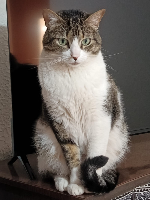 Tai