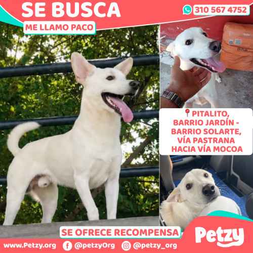 Paco