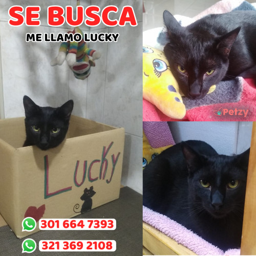 Foto de mascota Lucky