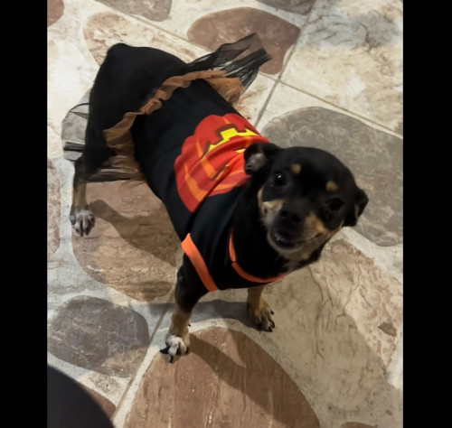 Zimba