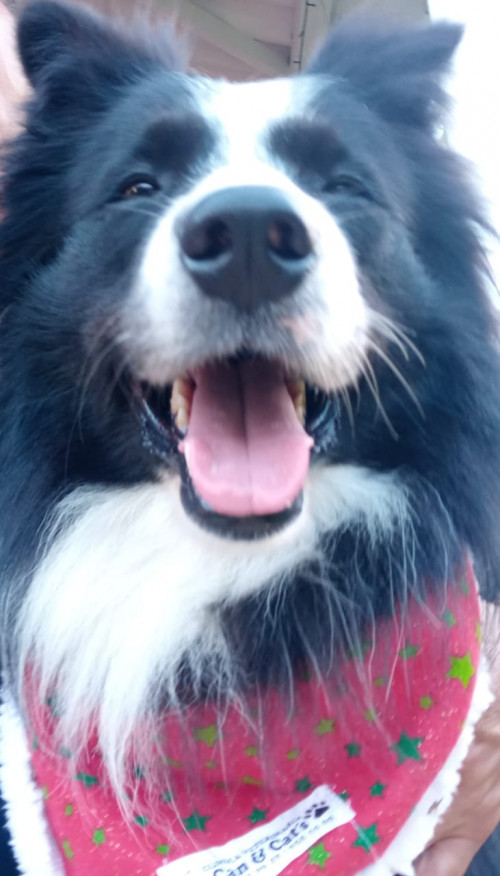 Apolo