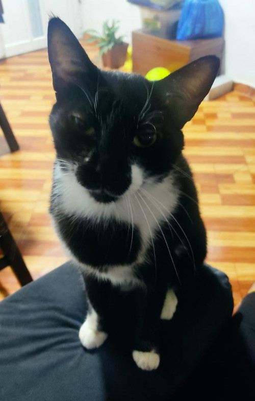 Tom