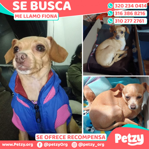 Foto de mascota Fiona