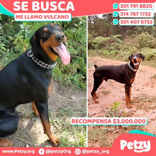 Foto de mascota Vulcano 