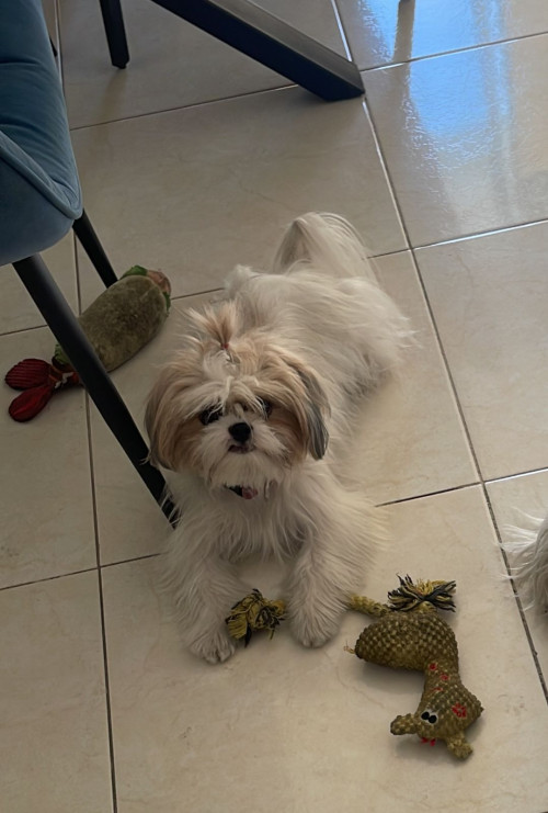 Perla