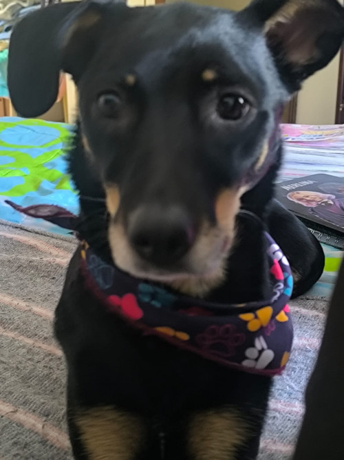 Blacky