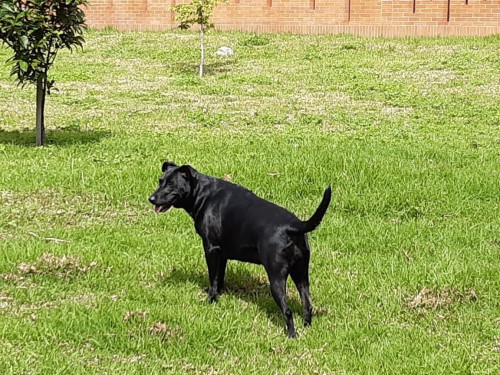 Negra