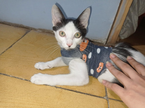 Fibi