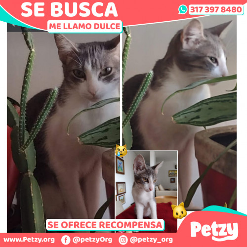 Foto de mascota Dulce