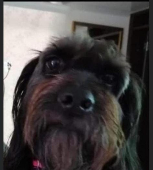 Negra