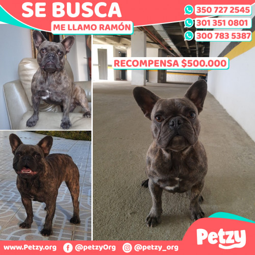 Foto de mascota Ramón