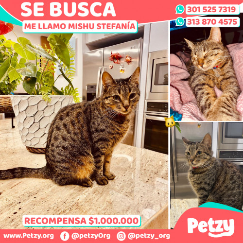 Foto de mascota Mishu Stefanía