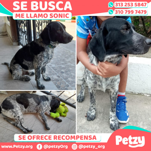 Foto de mascota Sonic 