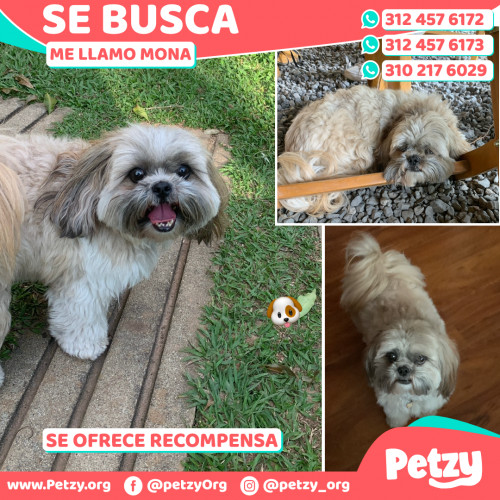 Foto de mascota Mona