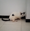 Foto de Rescatada en Villavicencio Meta #1