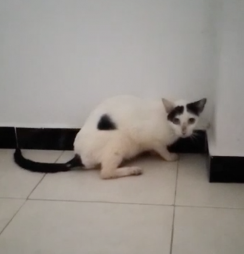 Rescatada