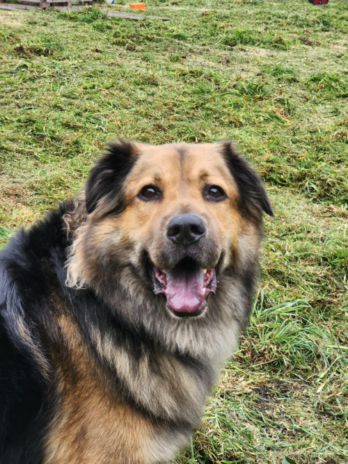 Apolo