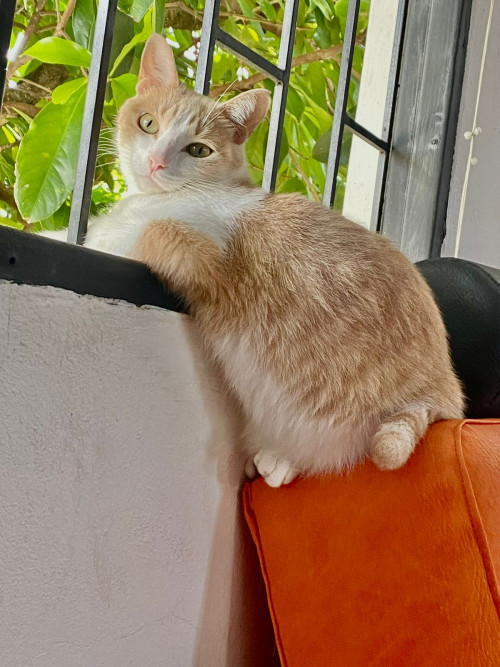 Misifus