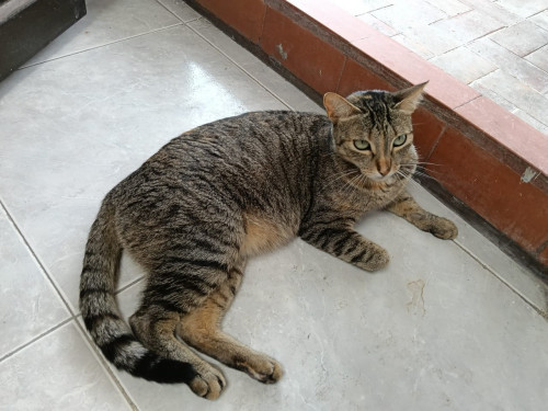 Mimi