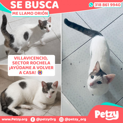 Foto de mascota Orión