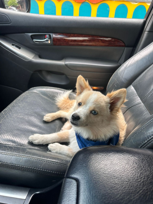 Ari