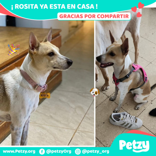 Foto de mascota Rosita