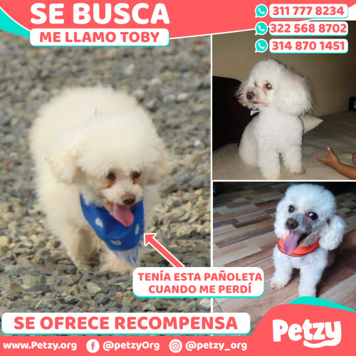 Foto de mascota Toby