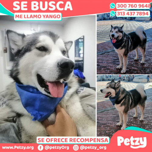 Foto de mascota Yango