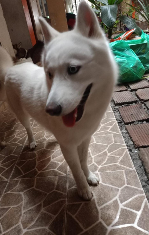 Maya