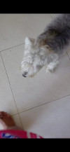 Foto de Max en Sincelejo Sucre #3