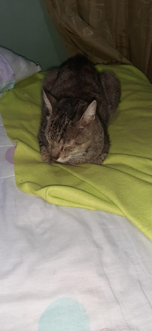 Michi 