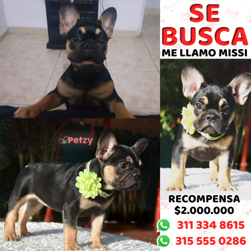 Foto de mascota Missi