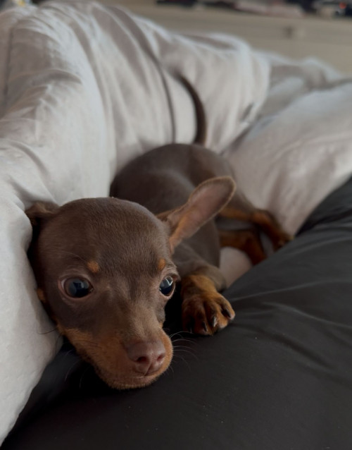 Bruno
