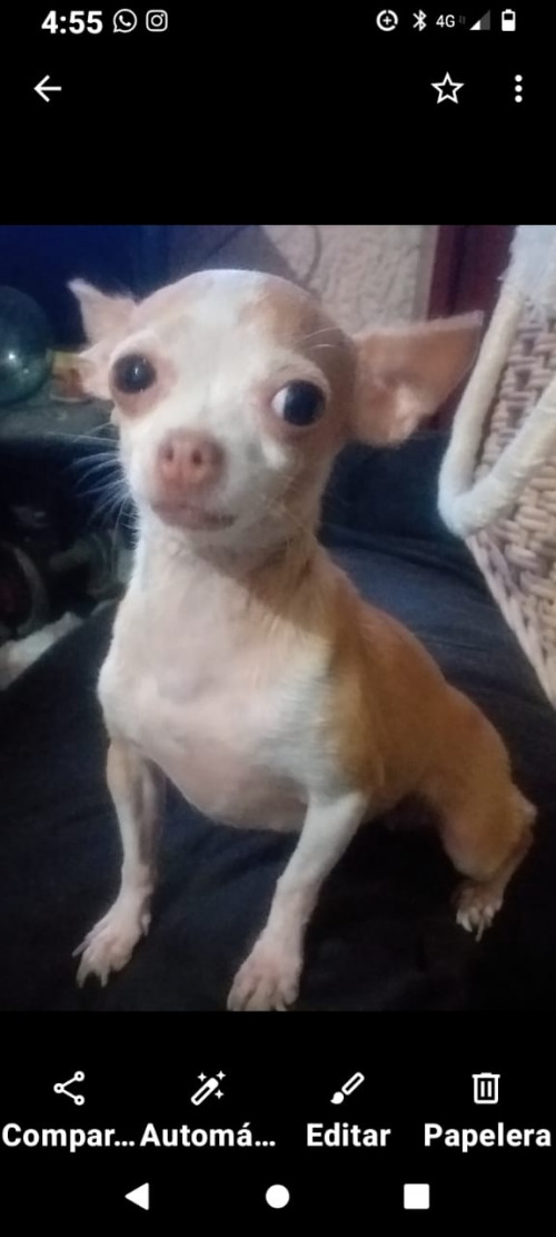 Petunia O Petu