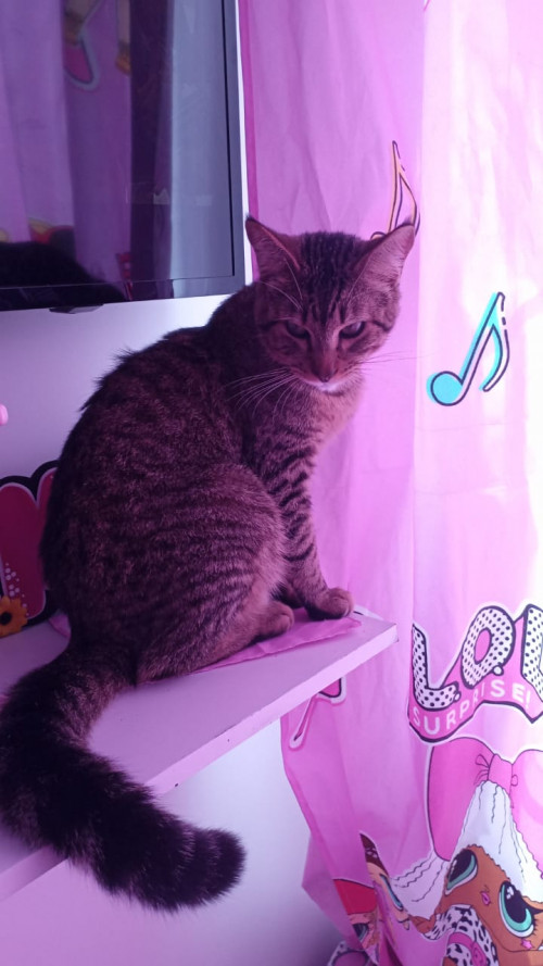 Simon