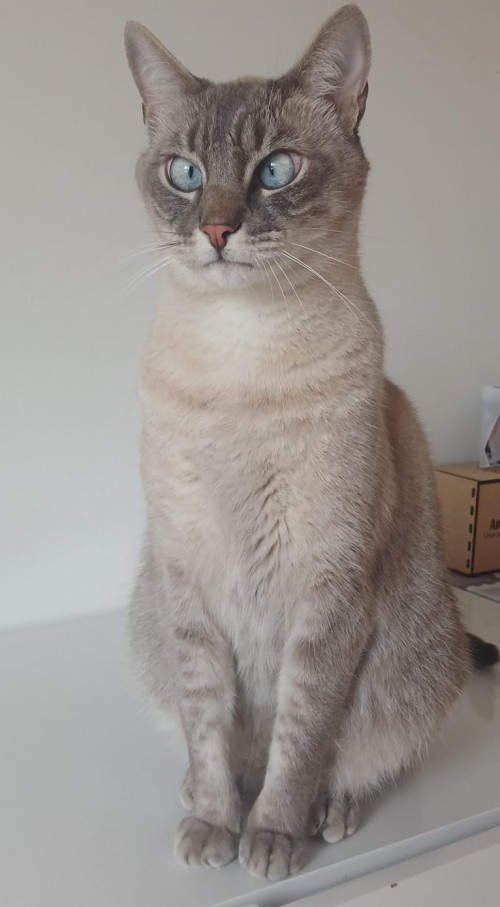 Bamby