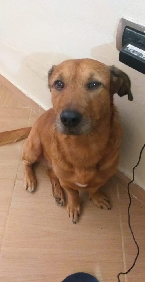 Boby
