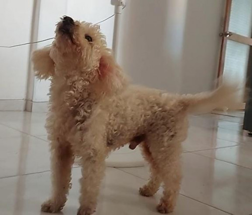 Paco