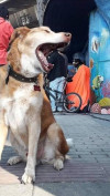 Foto de Joshi Fernando en Villavicencio Meta #0